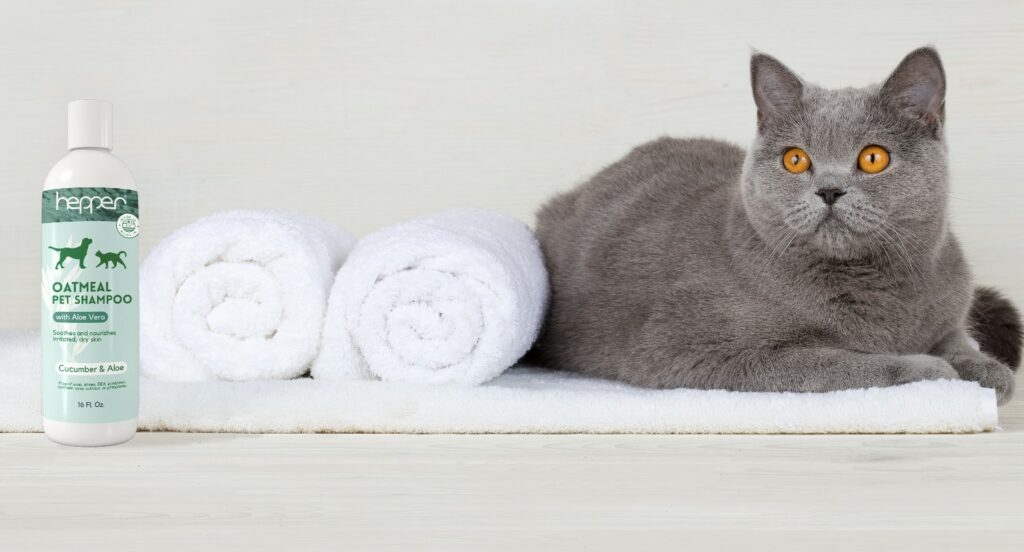 Hepper shampoo - Chartreux cat with towels