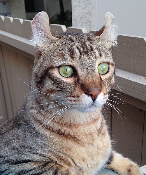 Highlander Cat with Ear Tuft