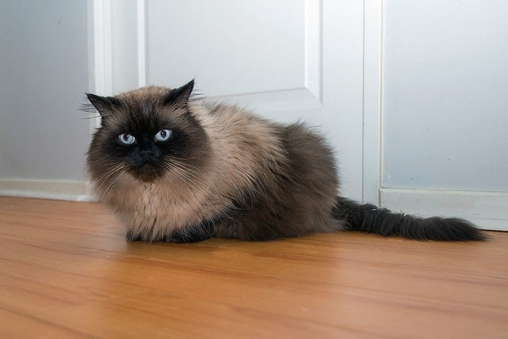 Himalayan Cat on floor