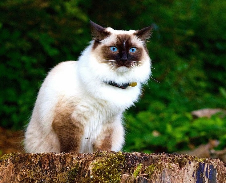 Himalayan Cat on wood