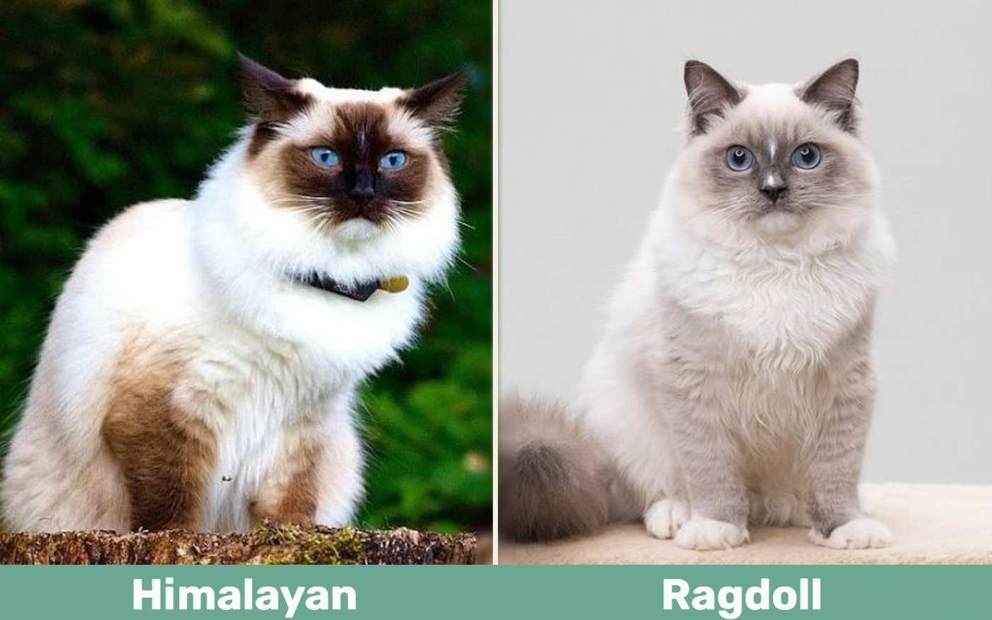 Himalayan Cat vs Ragdoll Cat