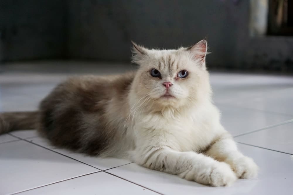 Himalayan cat lying on the floor