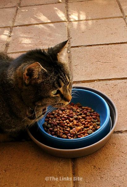 How to Keep Ants out of Cat Food (A Quick and Easy DIY)