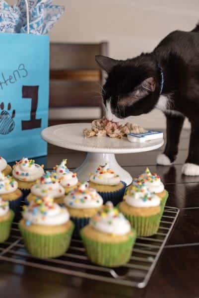 How to Make a Birthday Cake for Your Cat