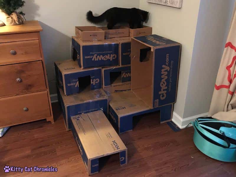 How to Make a Cardboard Box Fort for Your Cat