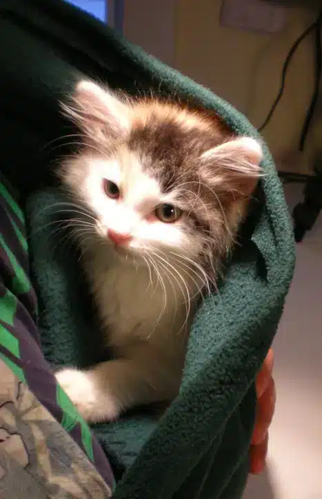 How to Make a Kitten Sling