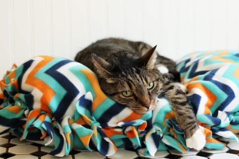 How to Make a Ridiculously Easy No-Sew Cat Bed