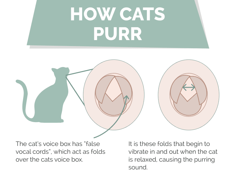How Cats Purr