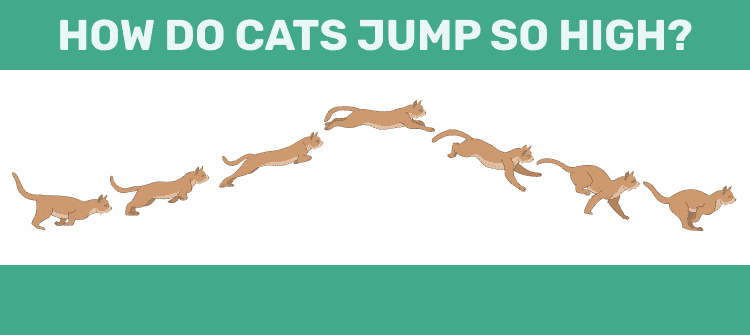 How do cats jump so high
