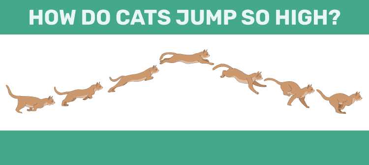 How do cats jump so high