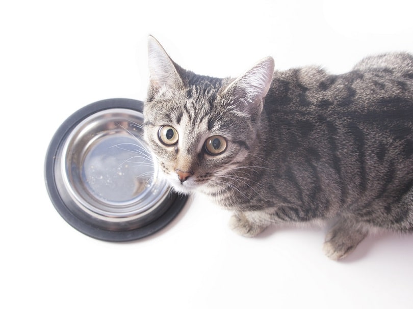 Hungry cat near empty bowl