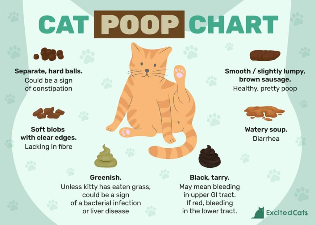 identifying cat poop