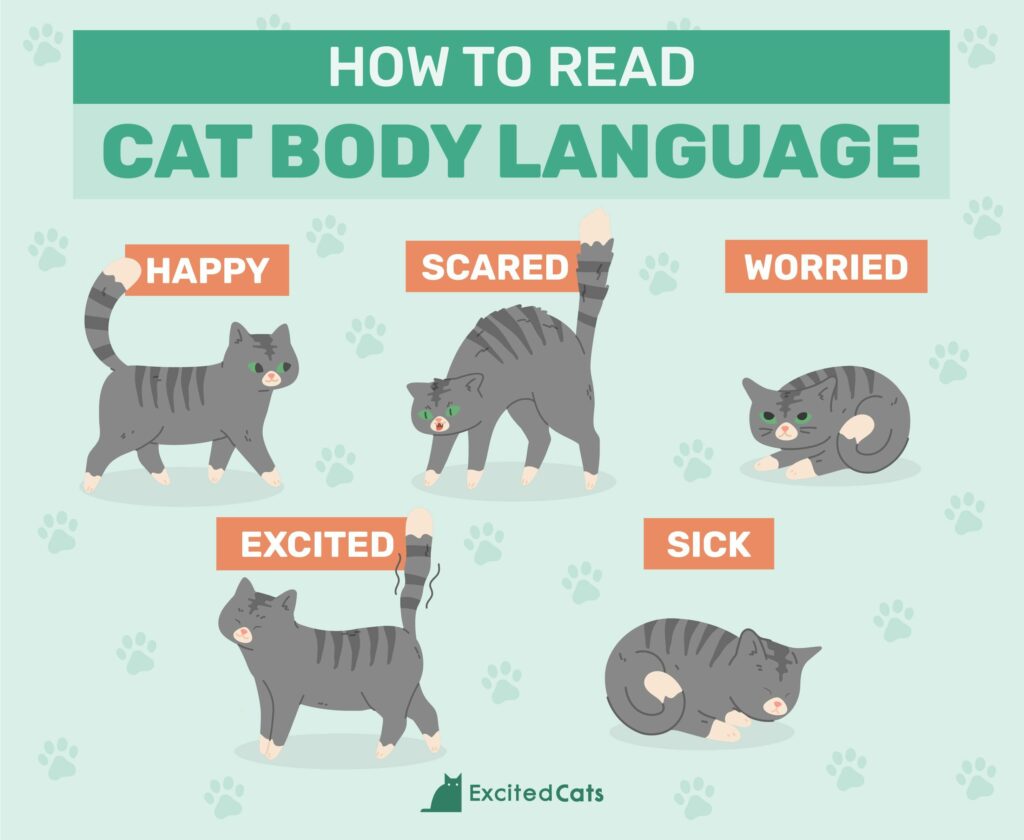 Cat body Language