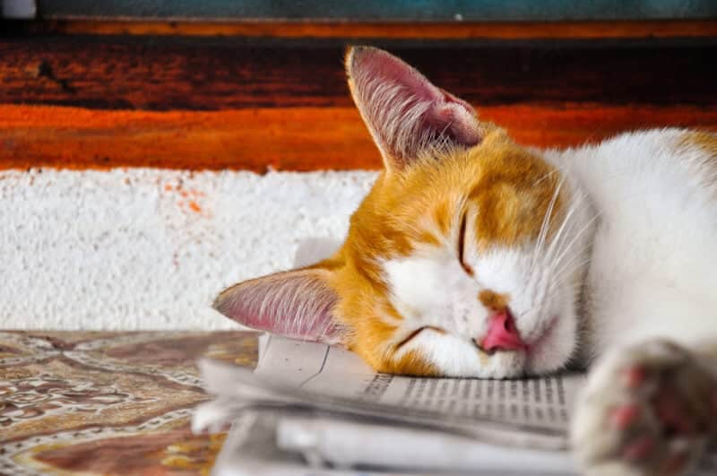 Image of adorable white-light orange cat having a nap on old newspaper