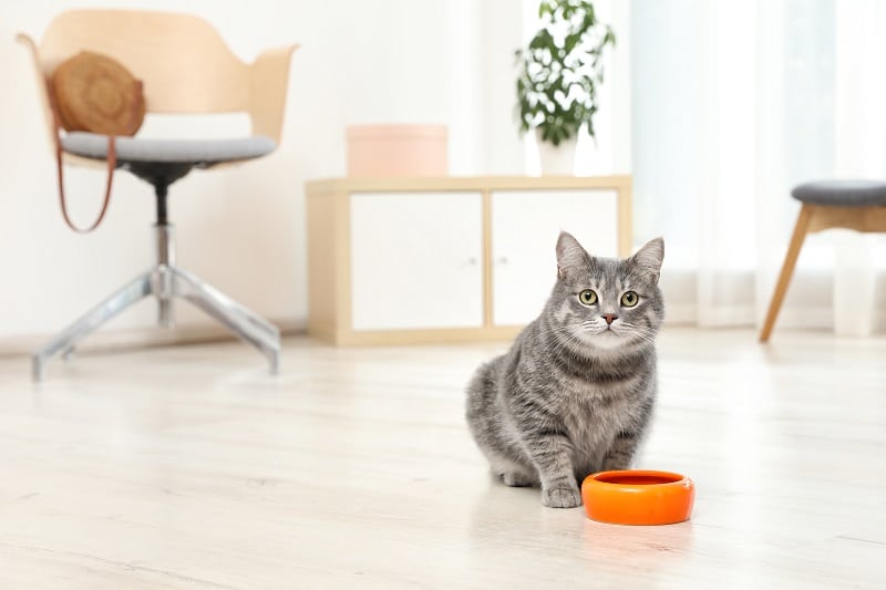 An indoor cat near a food bowl