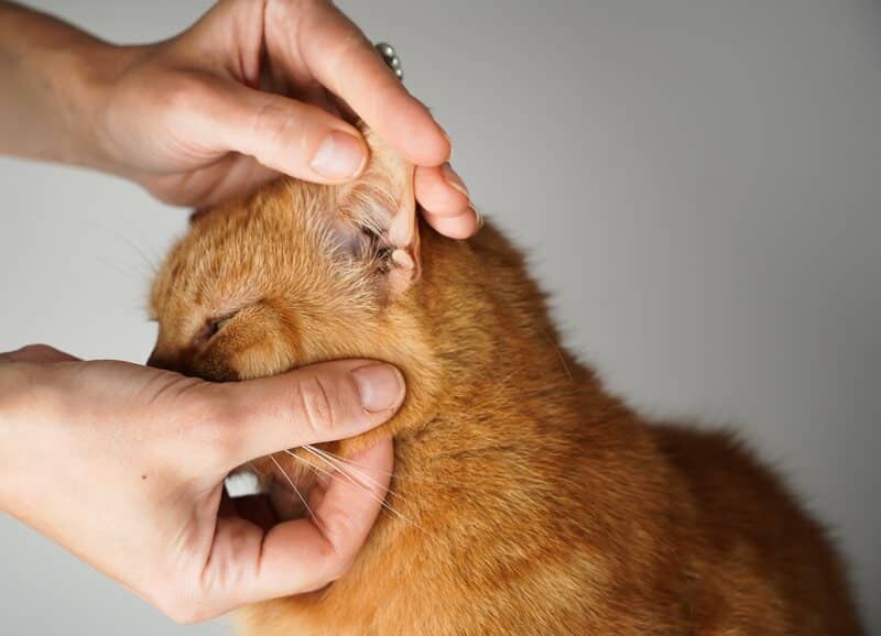 owner check cats ears, inspect cat ears