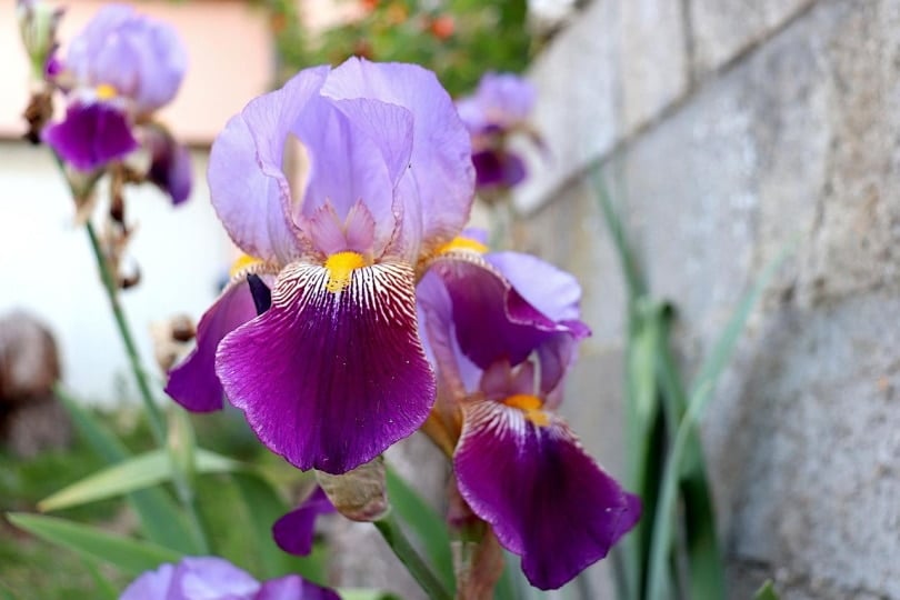 Are Irises Poisonous to Cats? Vet Approved Facts & Safety Tips Catster