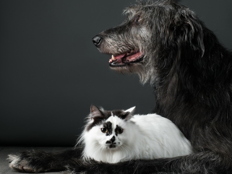 Irish Wolfhound sitting with a munchkin