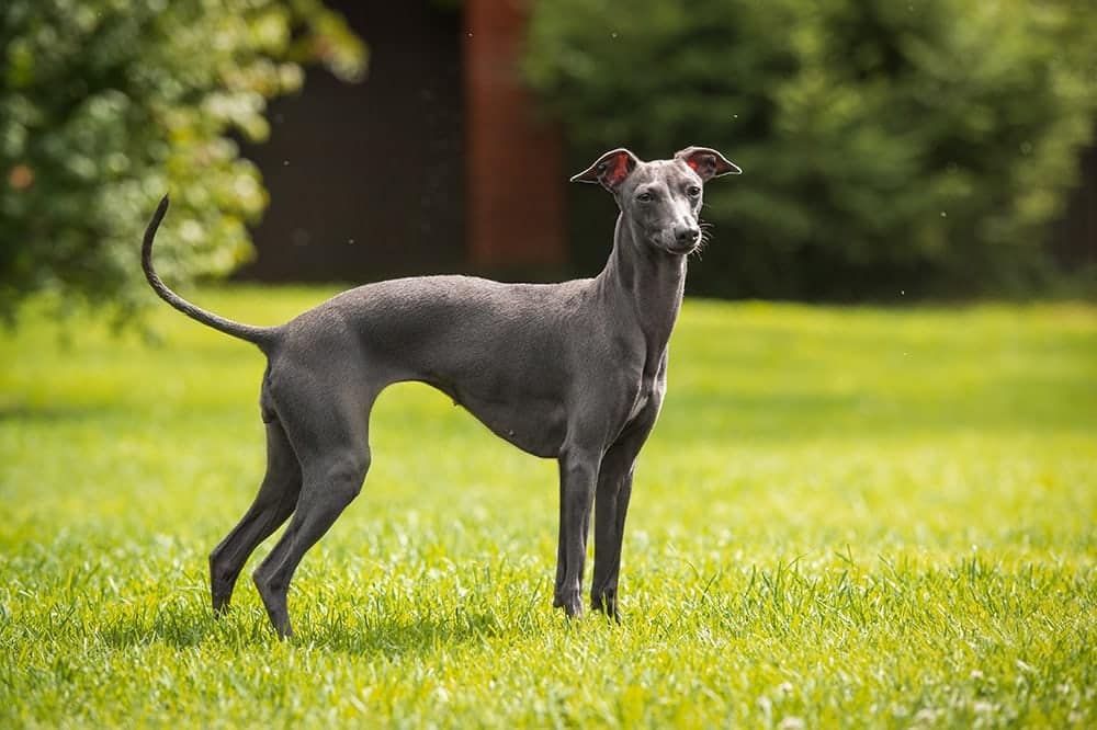 Italian Greyhound in grass