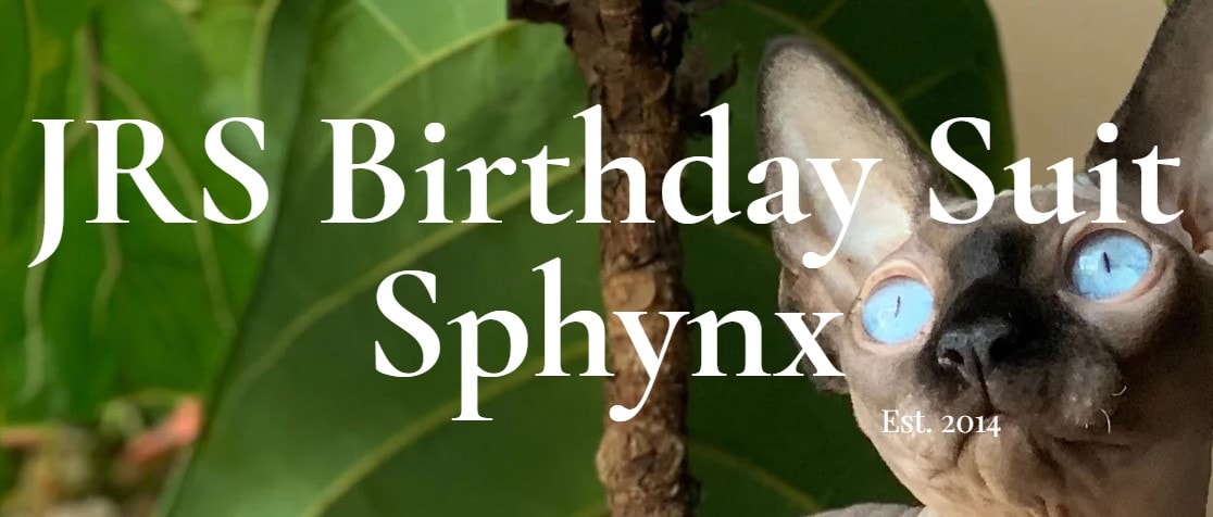 JRS Birthday Suit Sphynx