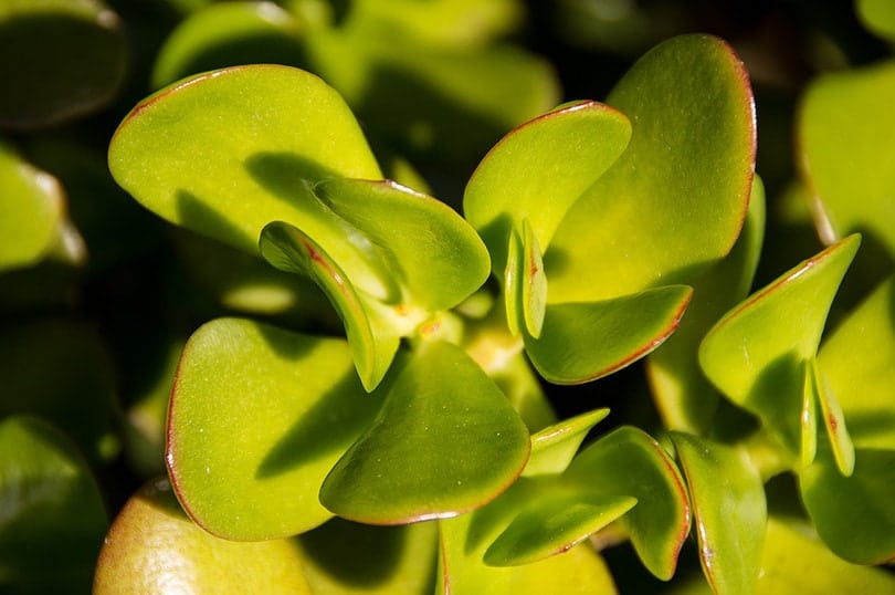 Jade Plants