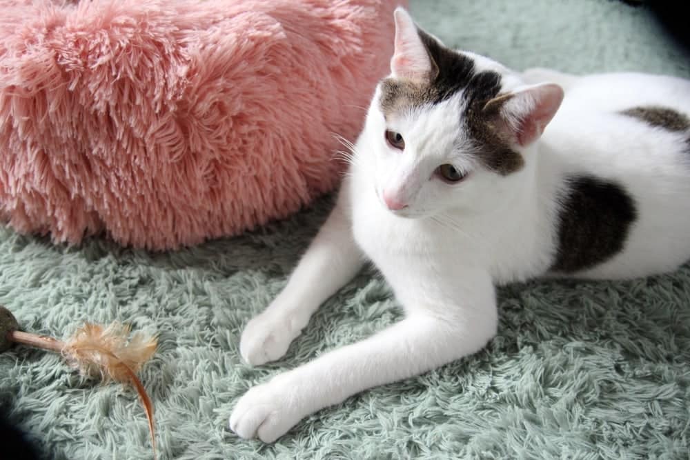 Japanese Bobtail at home