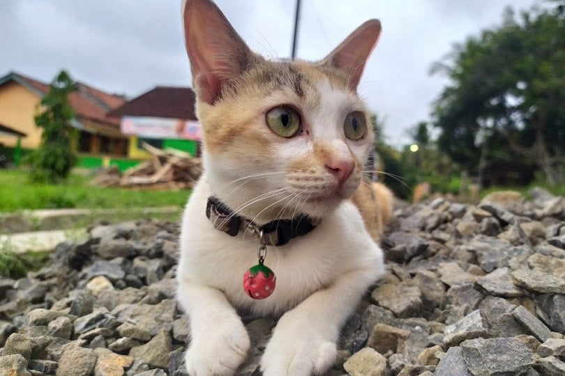 Javanese cat type