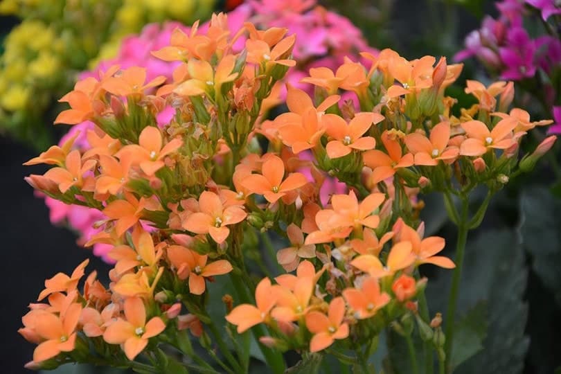 Kalanchoe