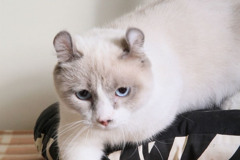 Kinkalow cat sitting on a pillow