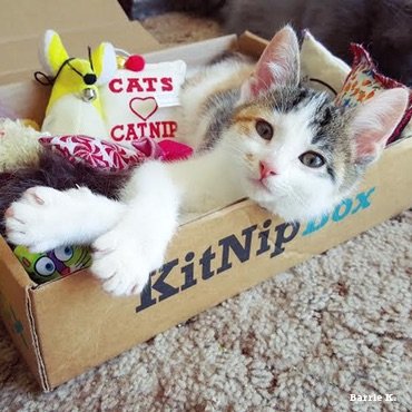 KitNipBox cat subscription