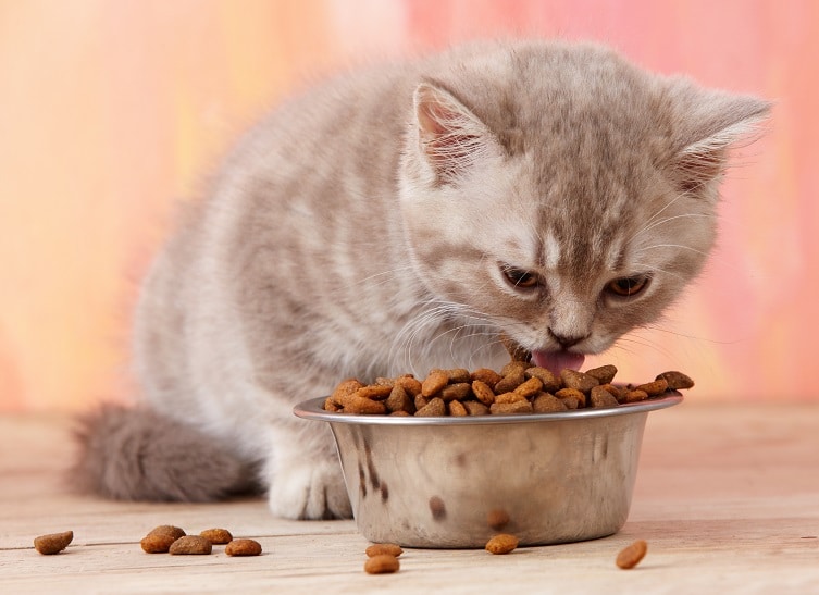Kitten Eating_shutterstock_MaraZe