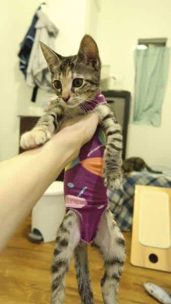 Kitten Sock Onesie – DIY Craft For Your Furbabies After Spay_Neuter Day