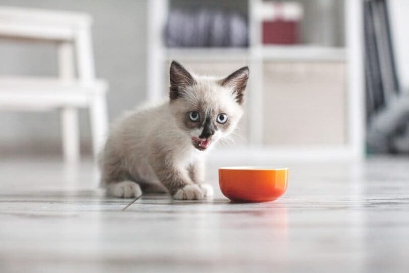 Kitten eating food from bowl
