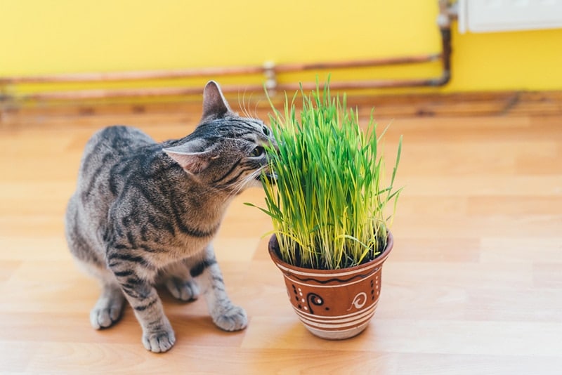 Kitten eating the grass and oats. Grass in the flowerpot. Vitamins for cats