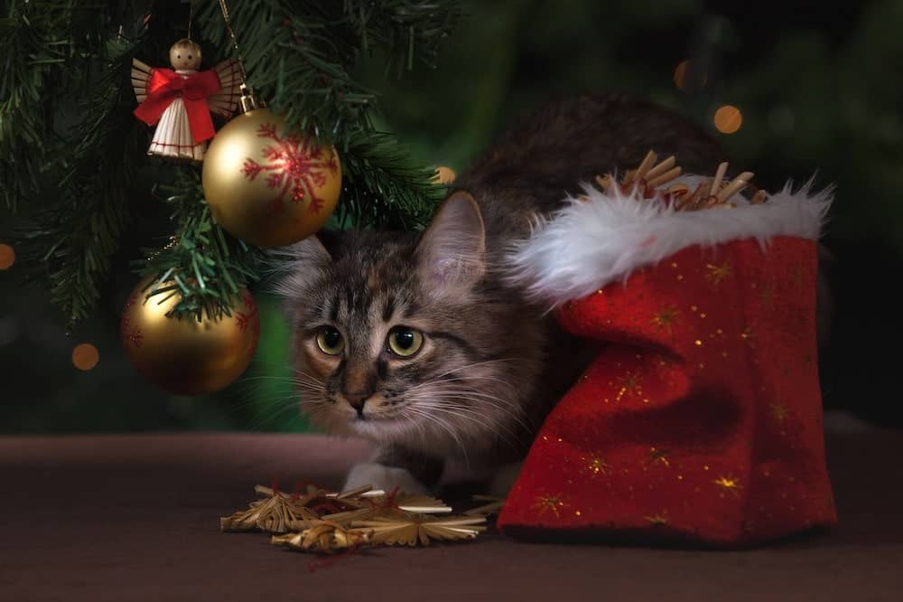 Kitten hiding under a christmas tree