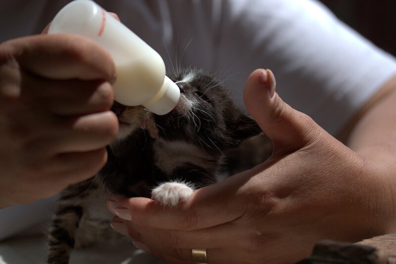 Kitten-milk-feeding