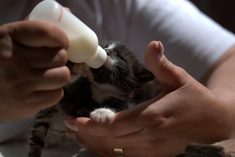 kitten bottle feeding hand woman milk