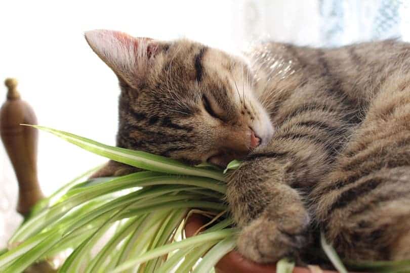 Kitten sleeping spider plant_Artycustard_shutterstock