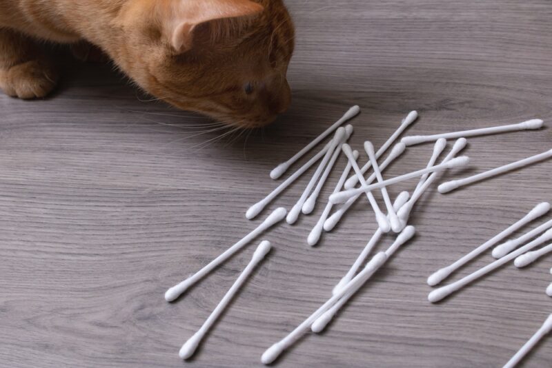 Kitten sniffs cotton buds on a wooden table close up