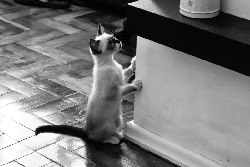 Kitten standing in front of low wall