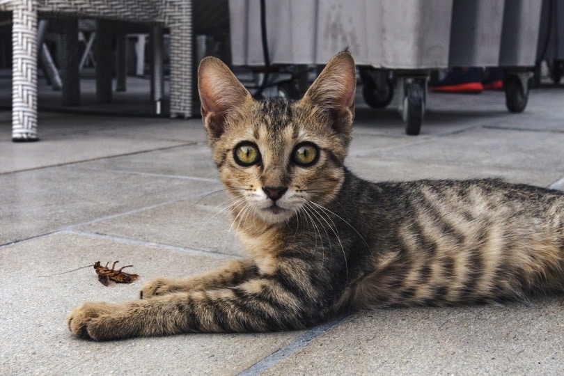 Kitten with a dead cockroach beside