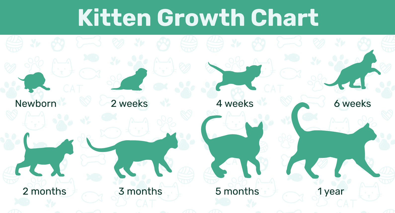 Kitten_Growth_Chart