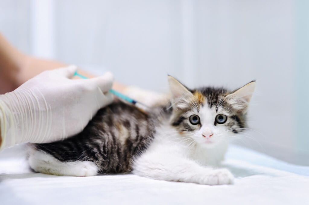 kitten getting vaccinated by a vet