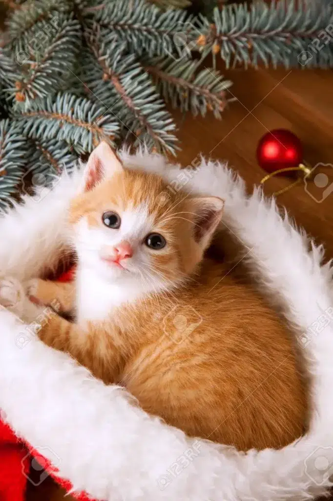 Kittens & Christmas Stockings by 123rf