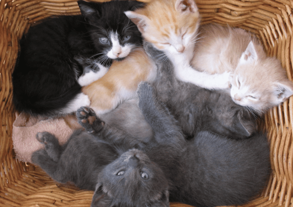 Kittens in A Basket by flickr