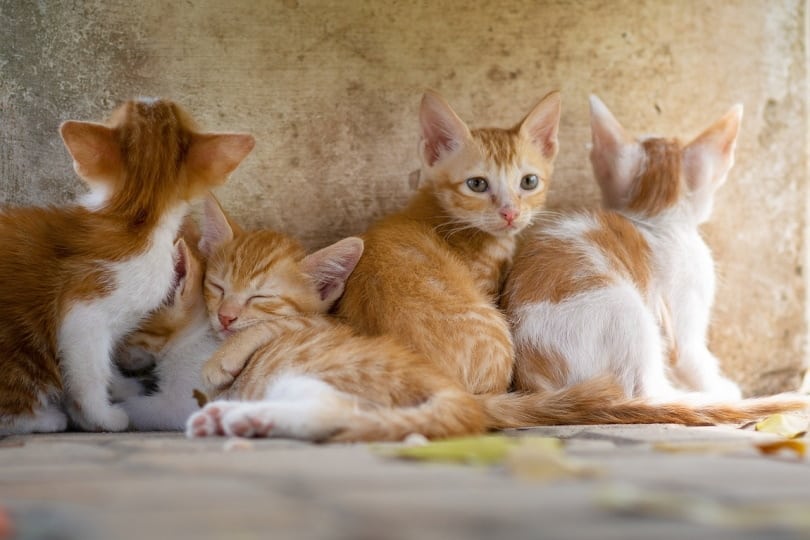 Kittens lying on the ground