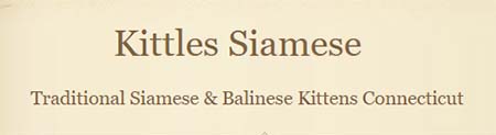 Kittles Siamese