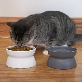 Kitty City Raised Cat Food Bowl Collection - Pet Feeder and Waterer