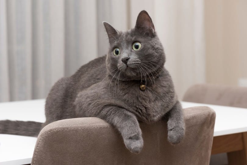 Korat Cat indoor portrait