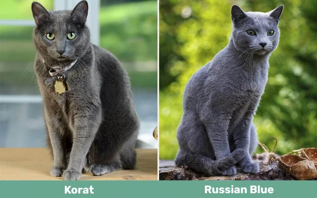 Korat vs Russian Blue side by side